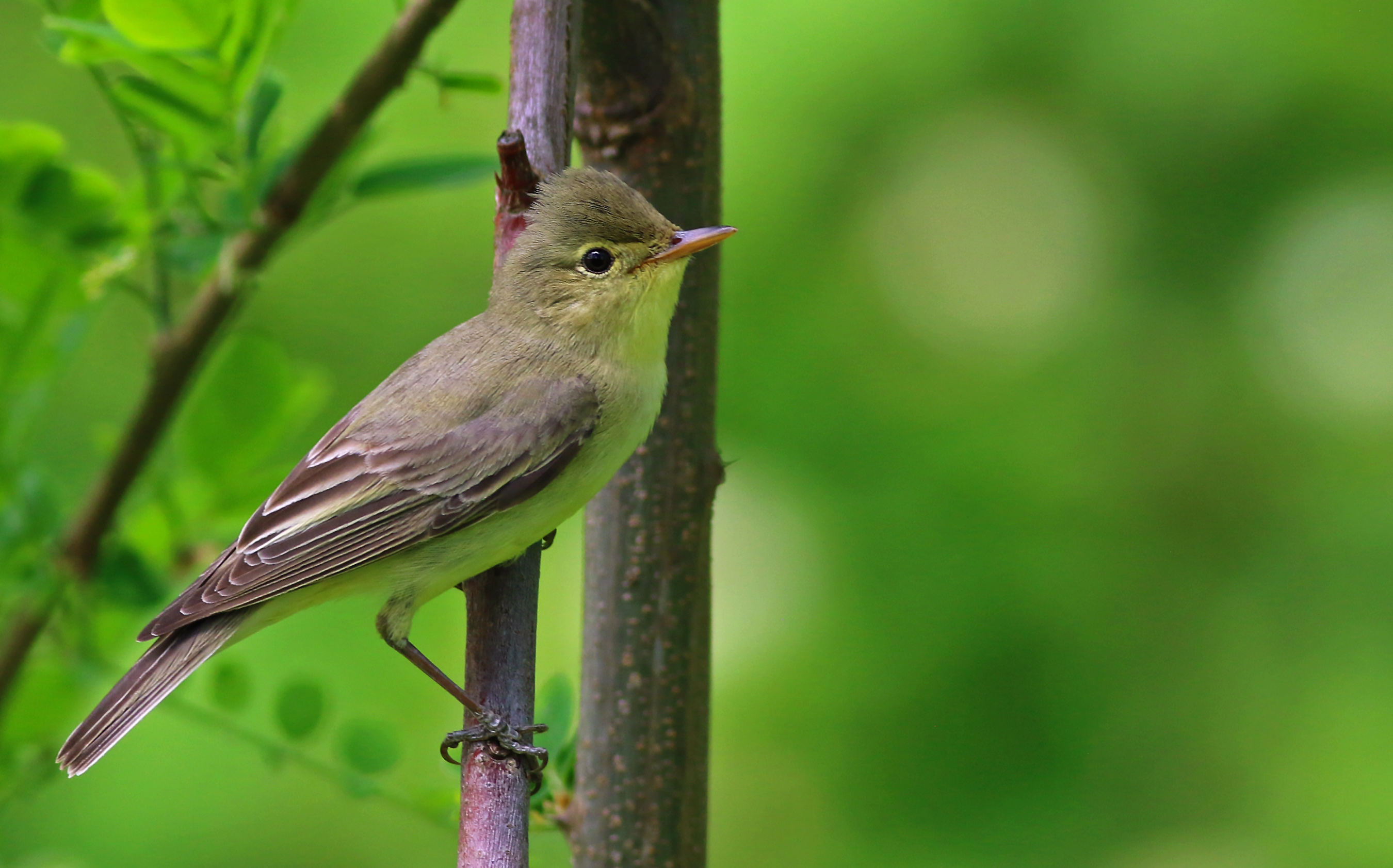 Icterine Warbler